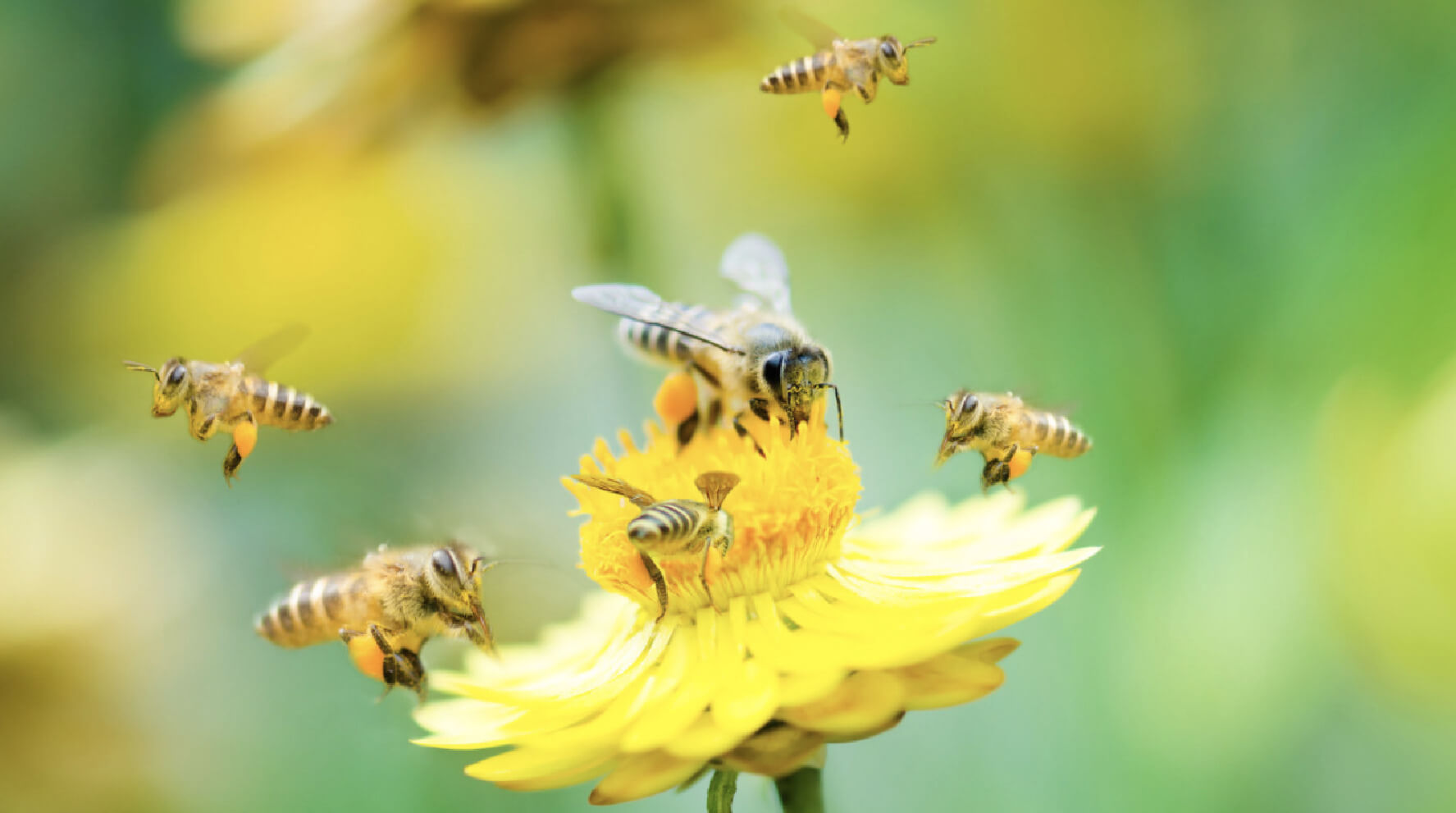 如何区分蜜蜂、胡蜂、黄蜂、马蜂、熊蜂以及那些长得像蜂的家伙？ - 知乎